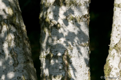 Die Birken und ihr Schatten