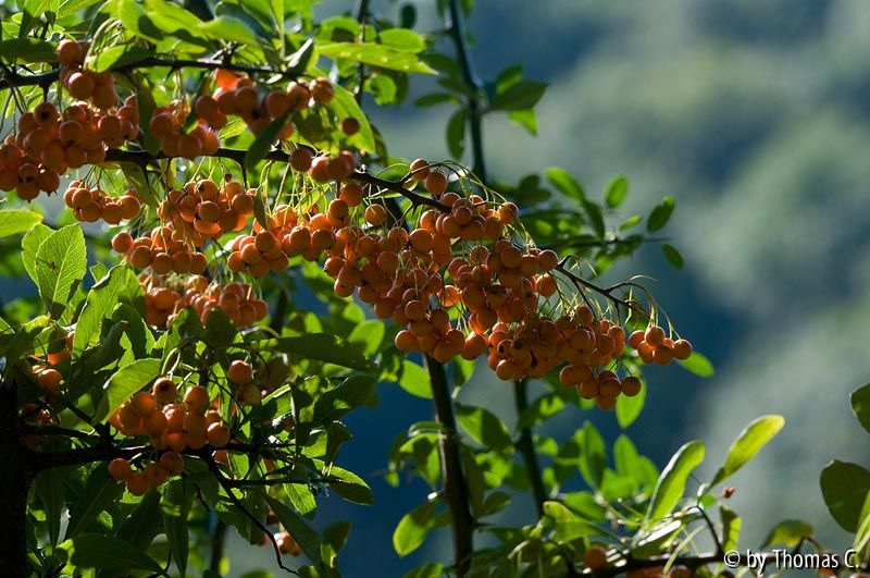 Orangerausch