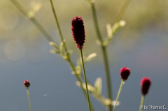 Unbekannte Purpur-Wedel