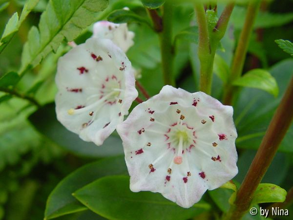 Kalmia latifolia