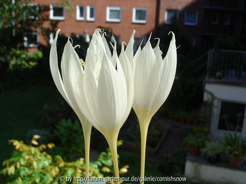 Crocus vallicola I