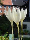 Crocus vallicola II
