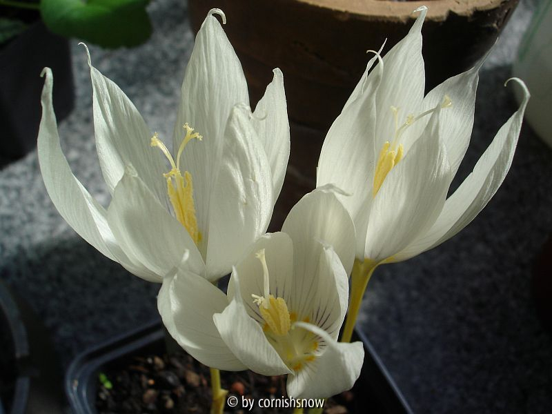 Crocus vallicola III