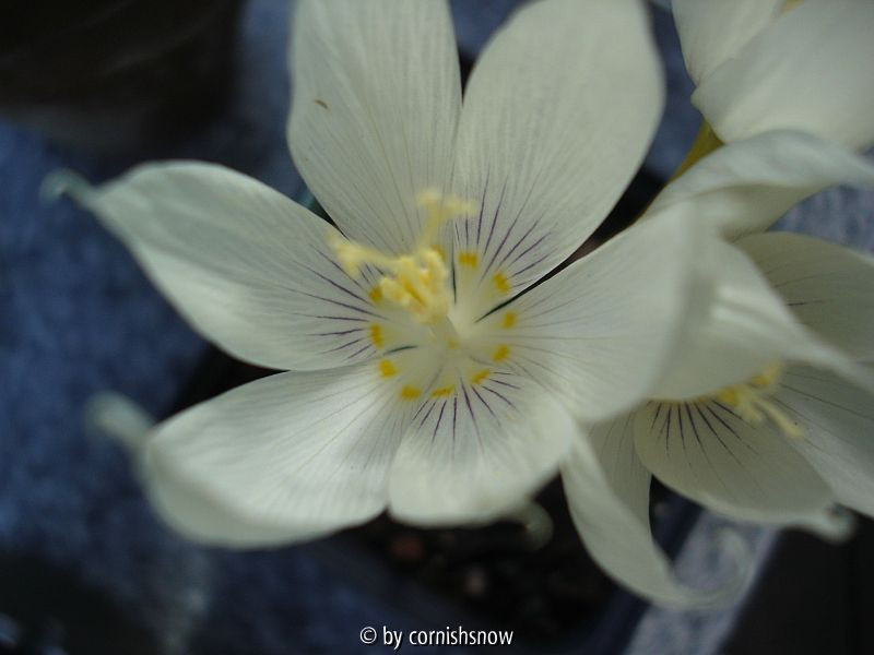 Crocus vallicola IV