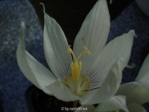 Crocus vallicola V