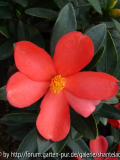 C. Azalea