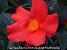 C. Azalea