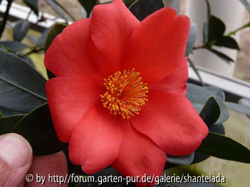 C. Azalea
