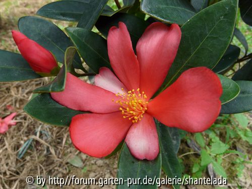 C. Azalea