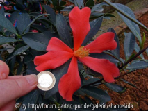 C. Azalea Größenvergleich