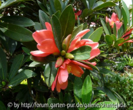 C. Azalea  Blüten und Knospen