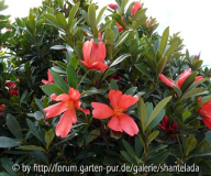 C. Azalea Busch