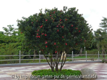 älteste C. Azalea in einem Park