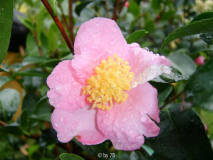 plantation pink