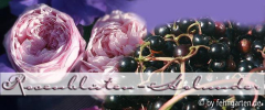 rosenblüten-holunderbeeren