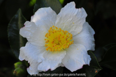 Camellia 'Narumigata'