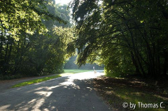 Radweg zur Arbeit: Stadtwald