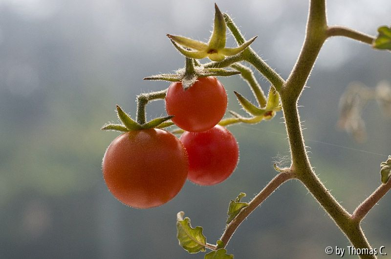 Tomatito de Jalapa