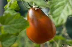 Black Plum
