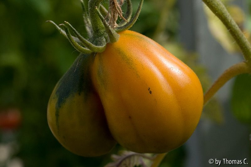 Beuteltomate aus El Salvador
