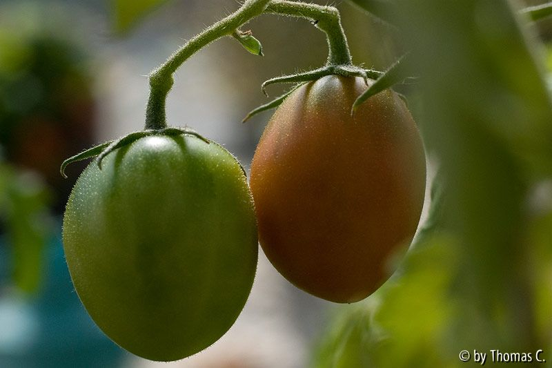 Corbarino