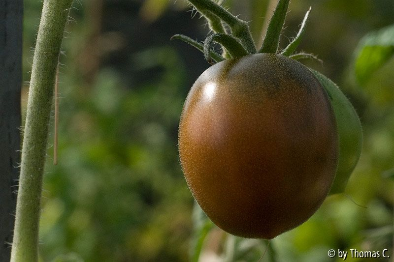 Black Ethiopian