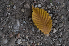 Gelbaufgrau