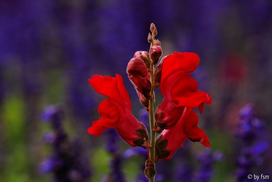 Anthirrum 1 21-09-2008