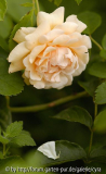 Buff-Beauty-2347