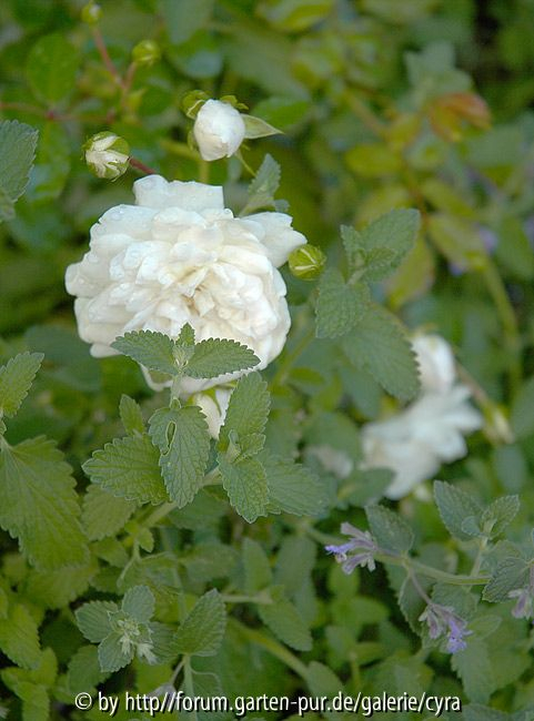 Sea-foam-0380