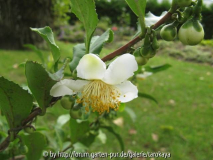 C.sinensis 9/08