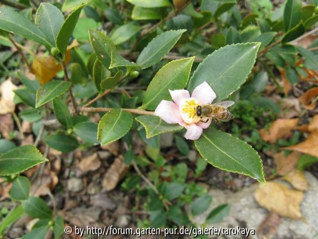 C.puniceiflora 9/08