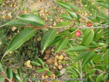 C.cuspidata früchte