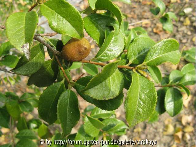 C.grijsii frucht