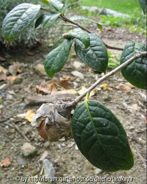 C.granthamiana frucht