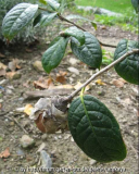 C. granthamiana frucht