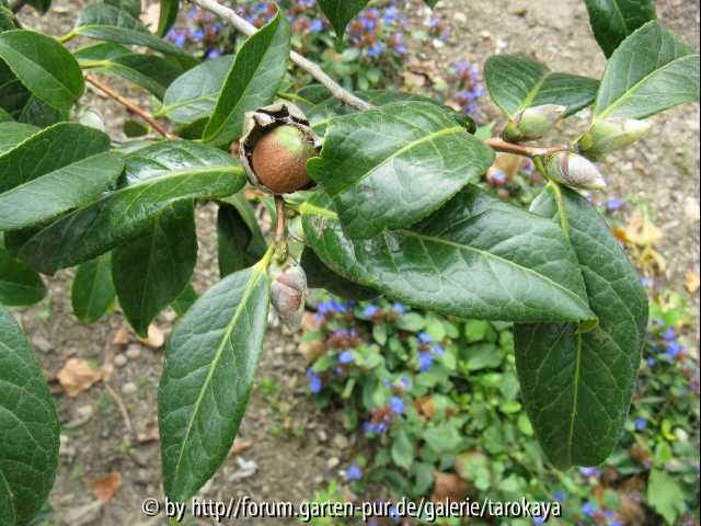 pink granthamiana frucht/knospen