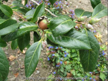 pink granthamiana frucht/knospen