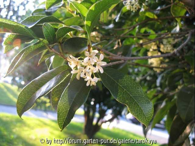 osmanthus 9/08