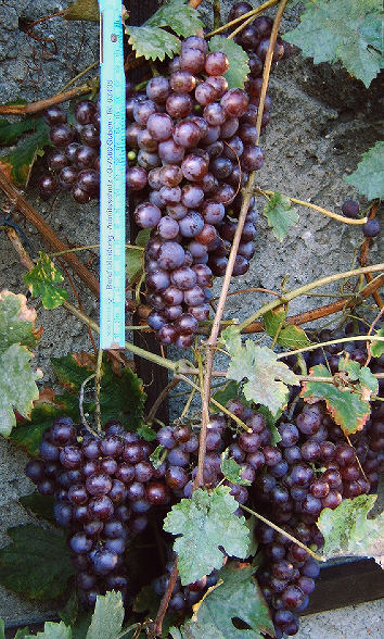 R.Gutedel 24.09.2008