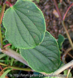 Tetracentron sinense