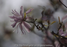 isola sternmagnolie
