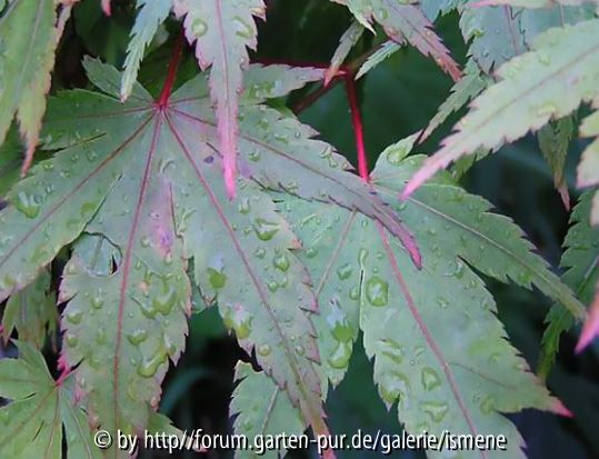 Acer Sangokaku Juni