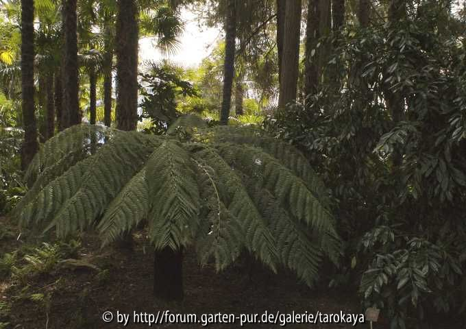 isola baumfarn