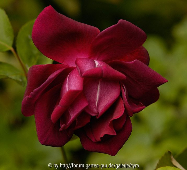 San-Leandro-Dark-Red-3428