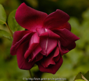 San-Leandro-Dark-Red-3428