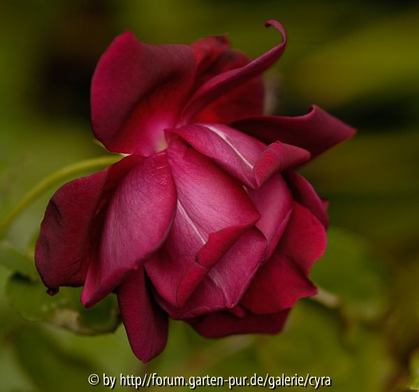 San-Leandro-Dark-red-3361