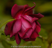 San-Leandro-Dark-red-3361