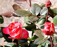 romantica