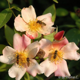 Schwebfliegen auf Mutabilis 2